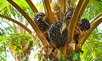 Improving Palm Oil Yields with Boron