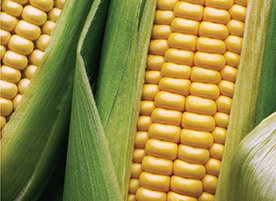 Improve Corn Yield with Boron