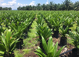 Key functions of boron in oil palm cultivation in Latin America