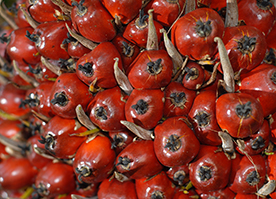 The Basics of Oil Palm Growth