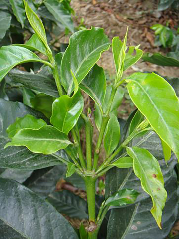 Slightly yellowed coffee plant leaves showing signs of boron deficiency.