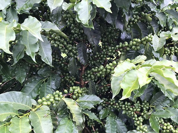 Coffee berries on coffee plants in São Sebastião da Grama, Brazil