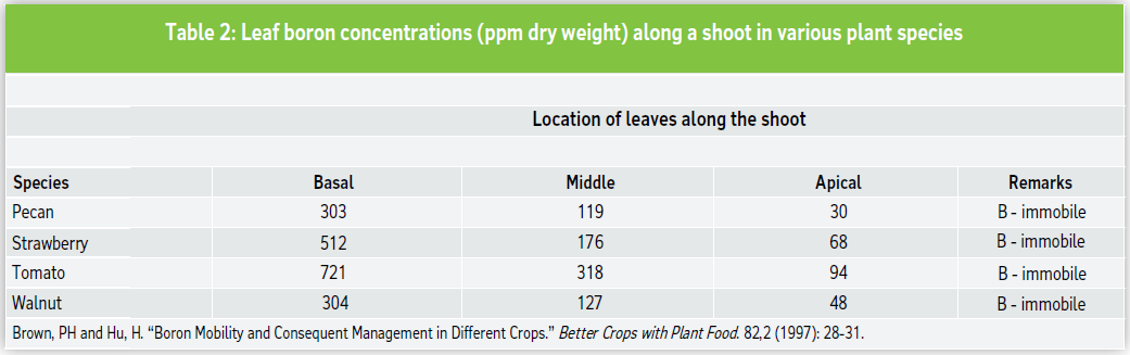 Table 2: Leaf boron concentrations (ppm dry weight) along a shoot in various plant species