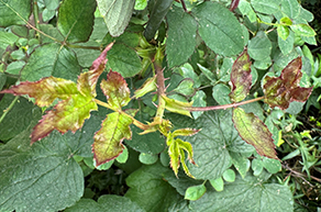 B deficiency in rose leaves