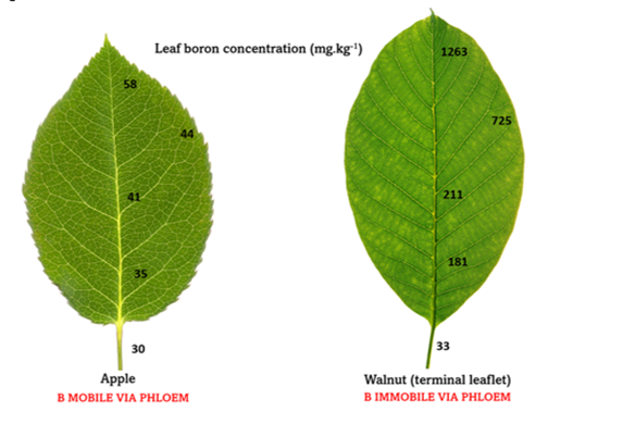 Boron concentration comparison in leaves between species where boron is mobile and immobile