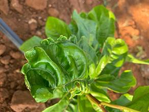 Banana Leaves with Boron deficiency 