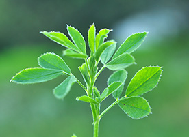 Increasing alfalfa yield with proper fertilization