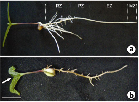 Effect of arsenic in the nutrient solution on Cajanus cajan roots