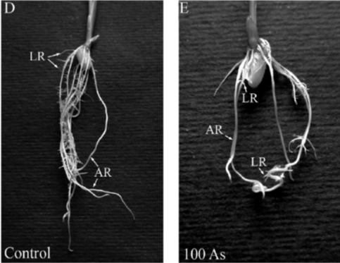 Effect of arsenic on Oryza sativa roots