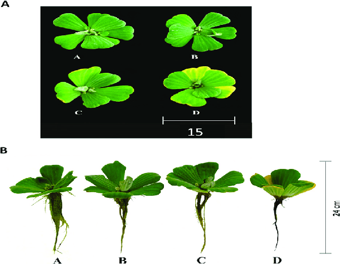 Pistia stratiotes exposed to three arsenic concentrations after four days