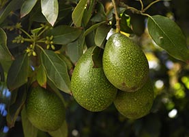 Boron elevates avocados’ yield and quality 