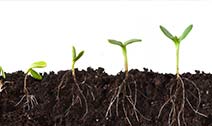 Macro and micro: The large and small of soil nutrients