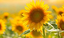 Not Just a Pretty Face: Boron Benefits for Sunflowers