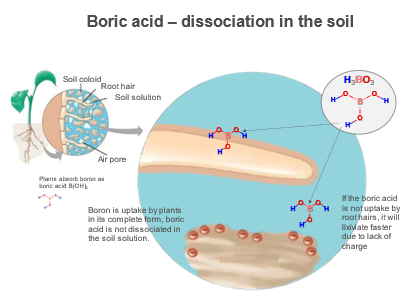Diagram of boric acid dissociation in the soil
