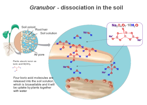 Granubor dissociation in the soil