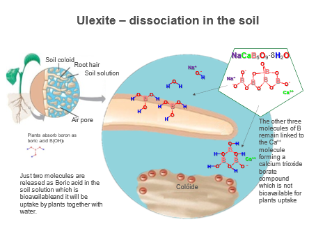 Diagram of ulexite dissociation in the soil