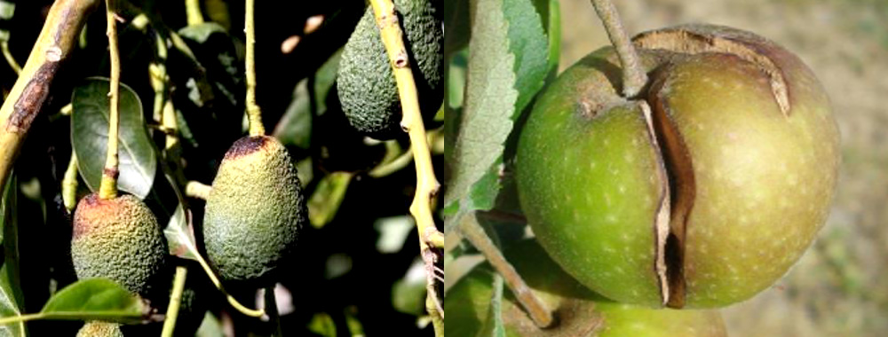 External necrosis and cracks in fruits, associated with boron deficiency