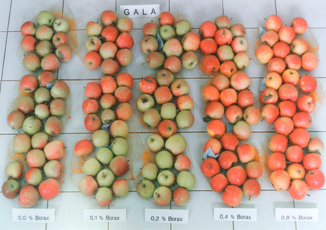 Apple fruit comparison