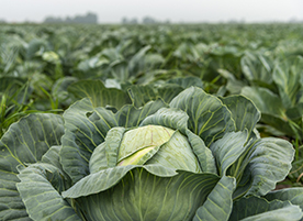 Caring for cabbages, canola, and other brassica crops