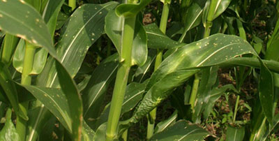 Boron deficiency in corn leaves