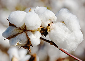 App empowers cotton farmers in Brazil