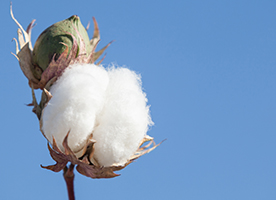 Cotton growth and innovation