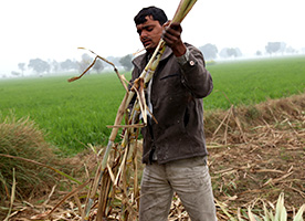 Changing Attitudes in Indian Agriculture