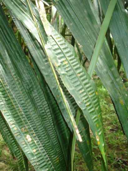Boron deficiency in palm oil leaves