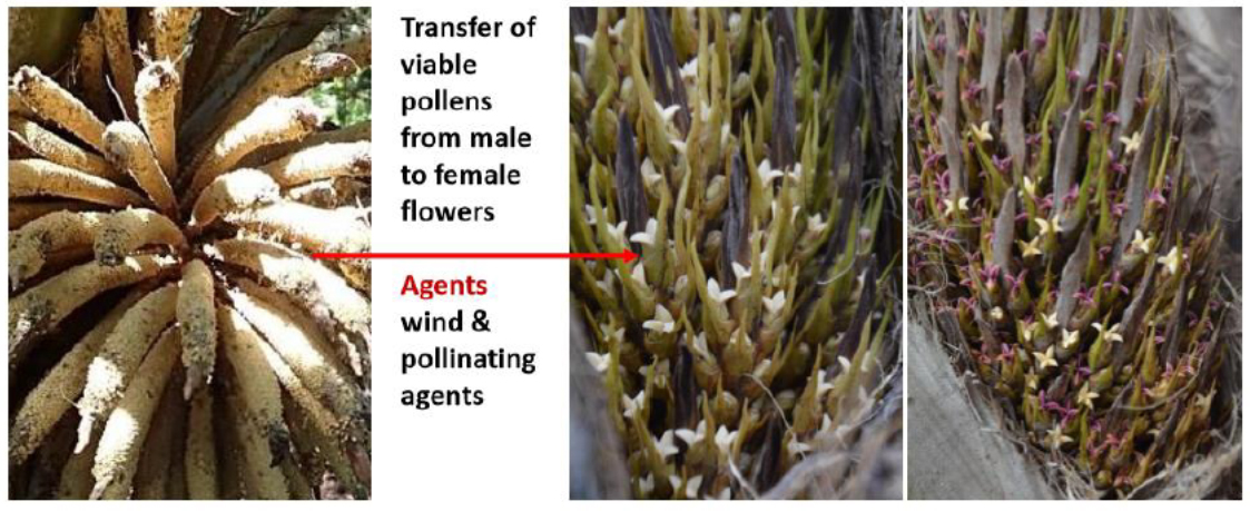 Transfer of viable pollens from male to female flowers. Agents: Wind and pollinating agents