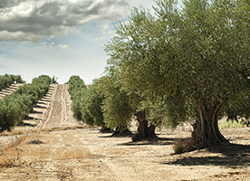 Saving the olive from its past