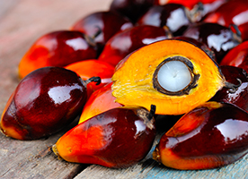 Boron a Major Key in the Palm Oil Industry
