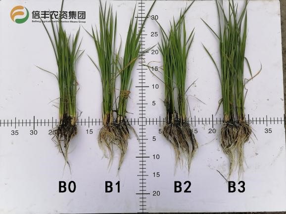Comparison of rice plant roots without (left) and with boron (right).