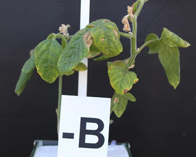 Boron deficient soybean plant