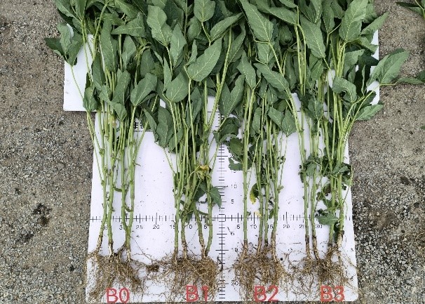 Comparison of soy plant roots without (left) and with boron (right).