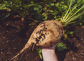 “Beet” boron deficiency with U.S. Borax