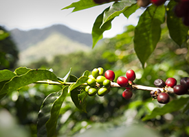 Boron and its effects on coffee plant nutrition