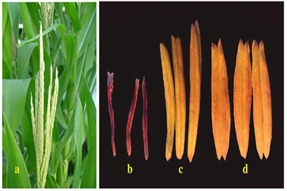 Boron deficiency in male inflorescences