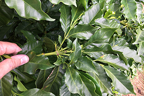 Coffee leaves with boron deficiency