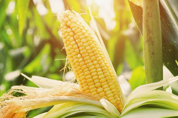 Corn (Mississippi, USA)