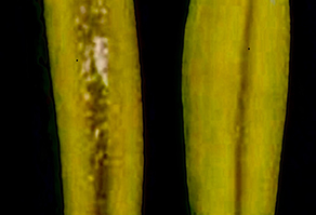 Wheat anthers under microscope