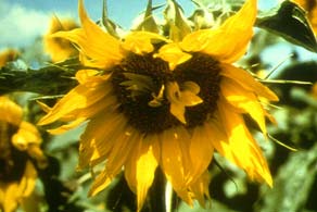 Sunflower: Malformed flower center development