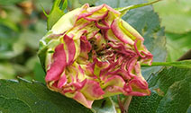 Boron deficiency in rose