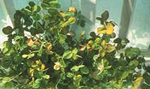 Boron deficiency symptoms in white clover
