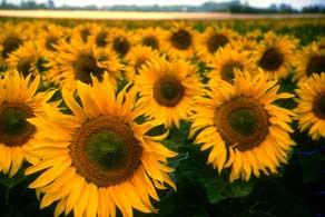 Sunflower: Incomplete seed development