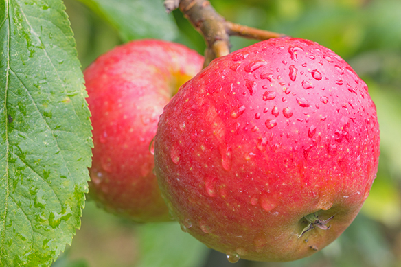 Apple (Himachal Pradesh, India, Solubor and Liquibor)