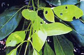 Avocado leaves with holes