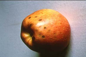 Brown spots associated with boron deficiency.