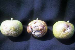Apple cracking and brown malformed fruit