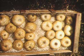 Boron deficient fruit on the left, regular fruit on right.