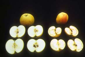 Comparison of the inside of deficient and healthy apples